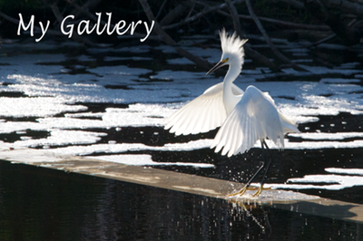 20120604 Guana Perserve 6853